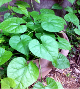 How to Grow Giloy | Growing Guduchi | Giloy benefits - Naturebring
