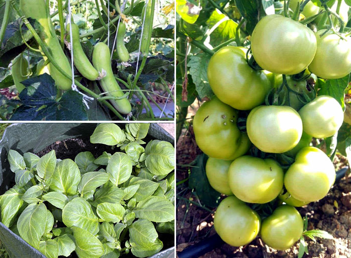 10 Best vegetables to grow in pots | vegetable in container garden