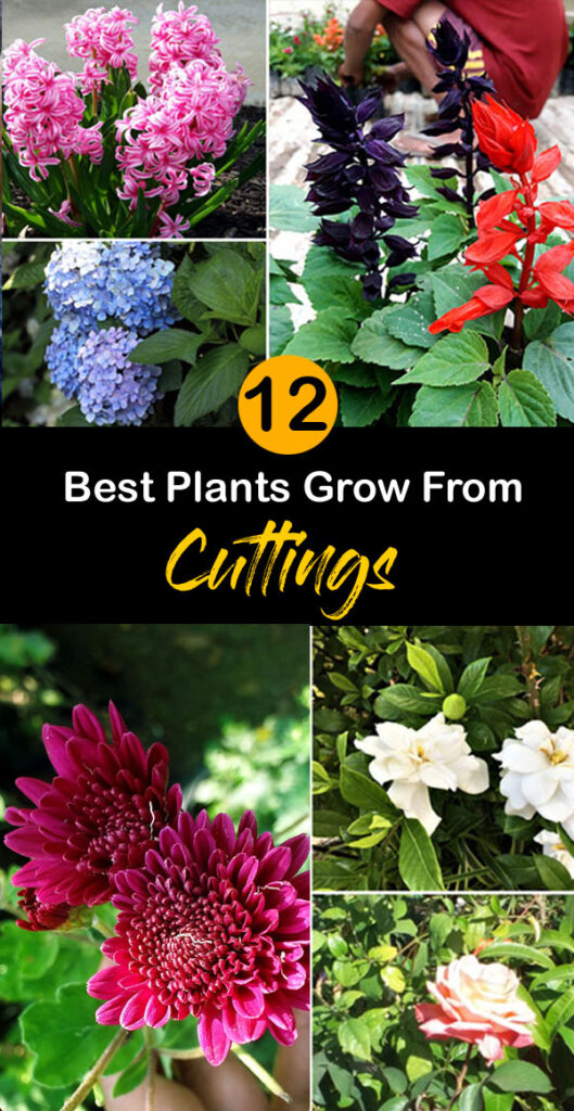 12 Best Plants Grow From Cuttings | Plants propagation by stem Cuttings ...