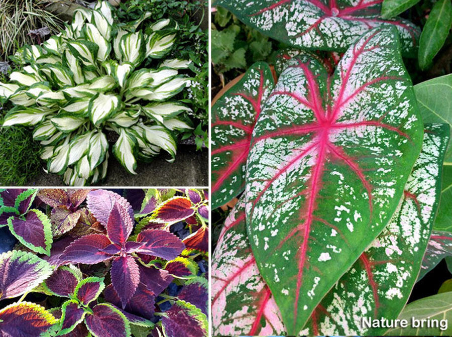 09 leaf plants for containers | Best foliage plants for your gardens