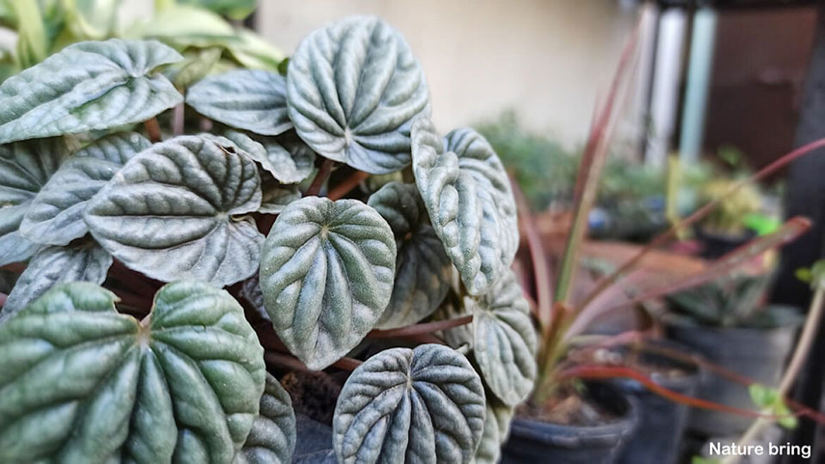 How to grow peperomia | Growing Peperomia plant