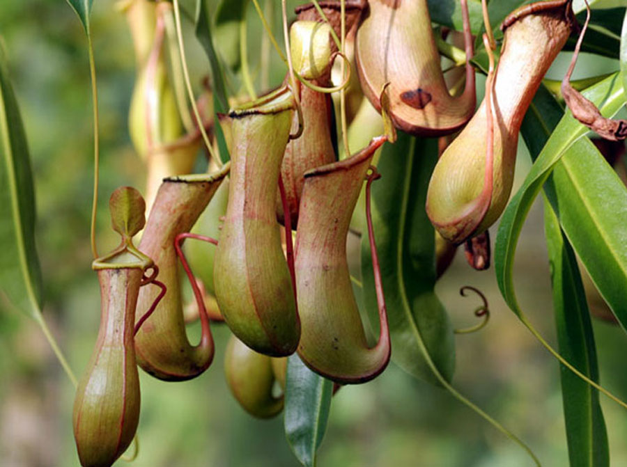Growing Pitcher Plant | Pitcher Plant | Insect Eating Plant