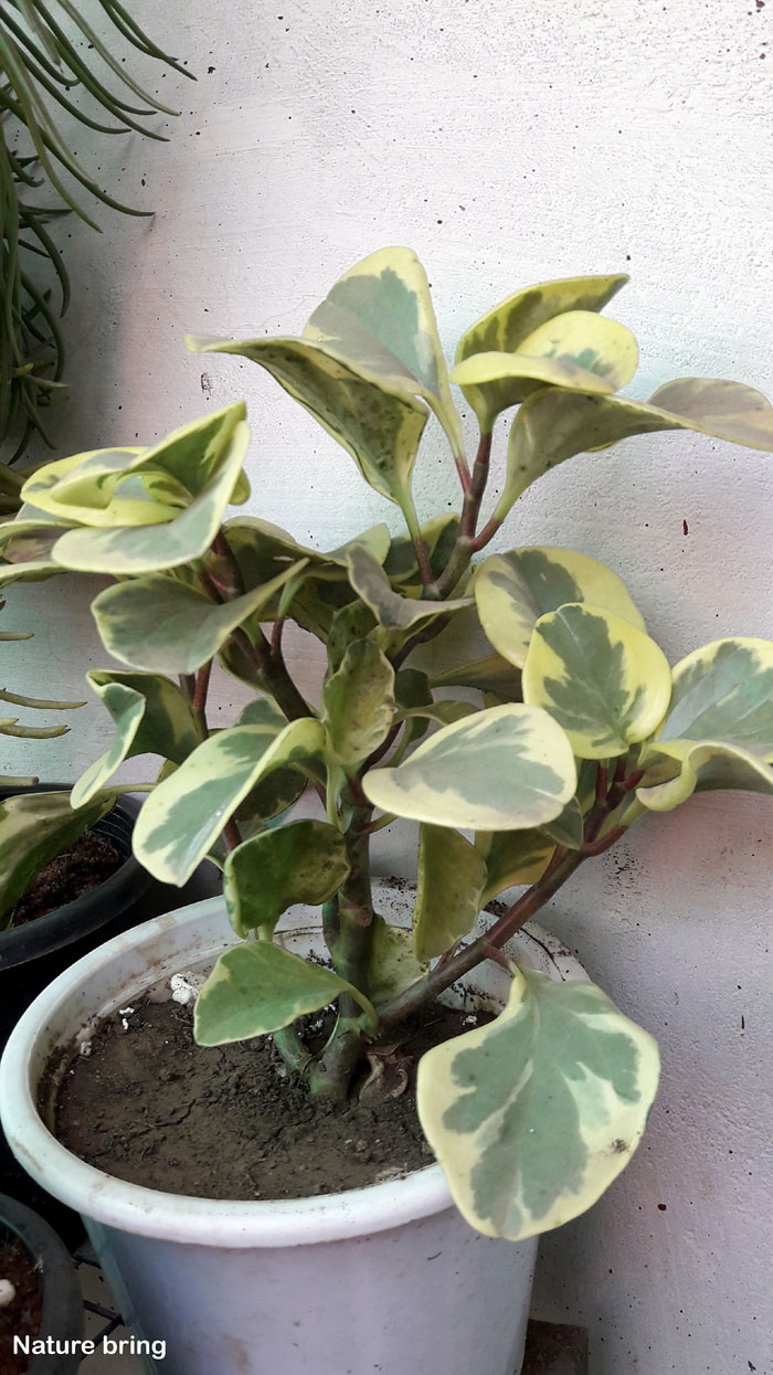 Peperomia plant