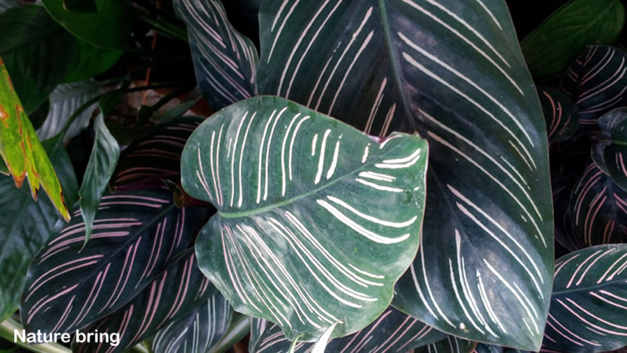 Growing secrets for Calathea plant | Calathea plant care