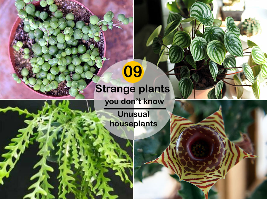 09 Strange plants you don’t know | Unusual houseplants