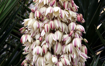 Yucca plants