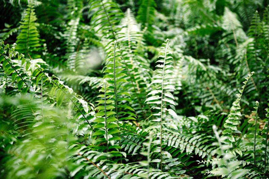 How to Grow and Care Boston Fern | Growing ferns