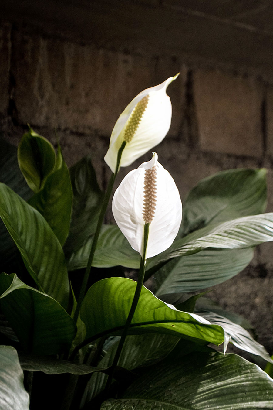 Growing Peace lily plant | Peace lily care | Spathiphyllum