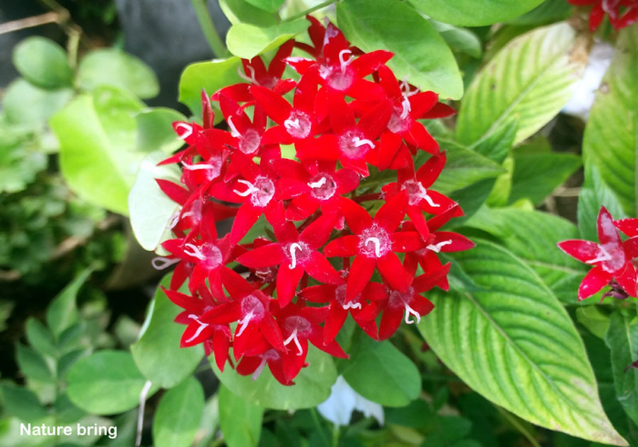 How to grow Pentas flower | Pentas plant care | Pentas lanceolata