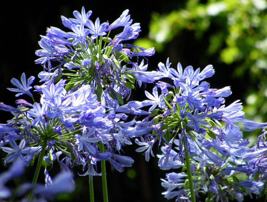 Agapanthus Flowers | How to grow Agapanthus (African lily)