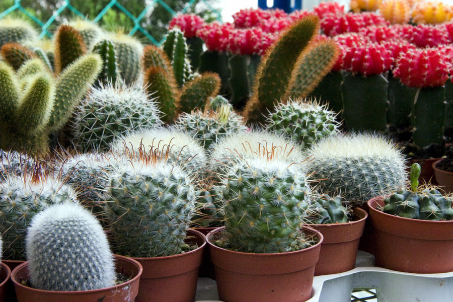 10 Types of Indoor Cactus plants | Best Cactus for home gardening