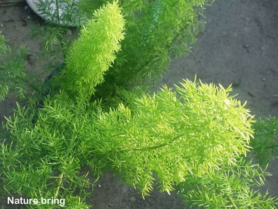 Foxtail Fern | How to grow Asparagus Fern | care of foxtail fern