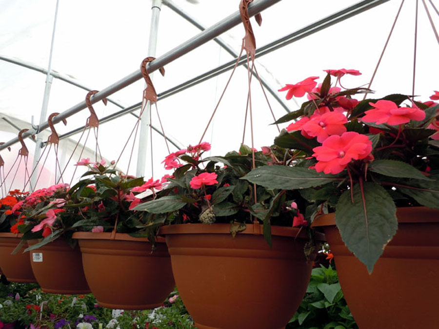 How to plant hanging baskets | plants for Hanging baskets