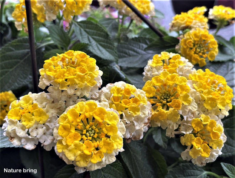 Lantana Plant | How to grow lantana | lantana camara care