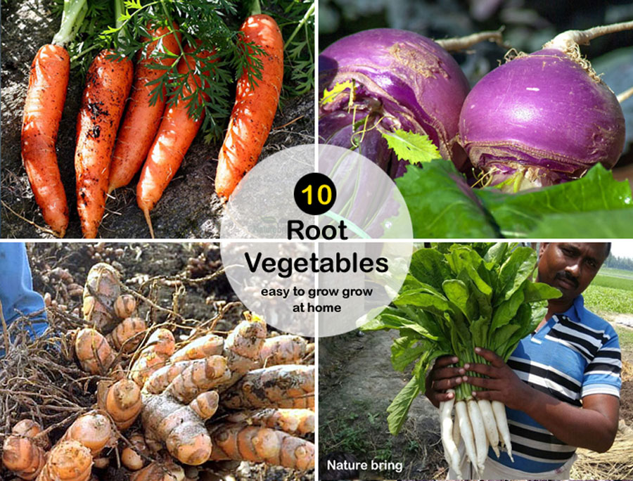 10 Root Vegetables easy to grow grow | How to Grow root vegetables