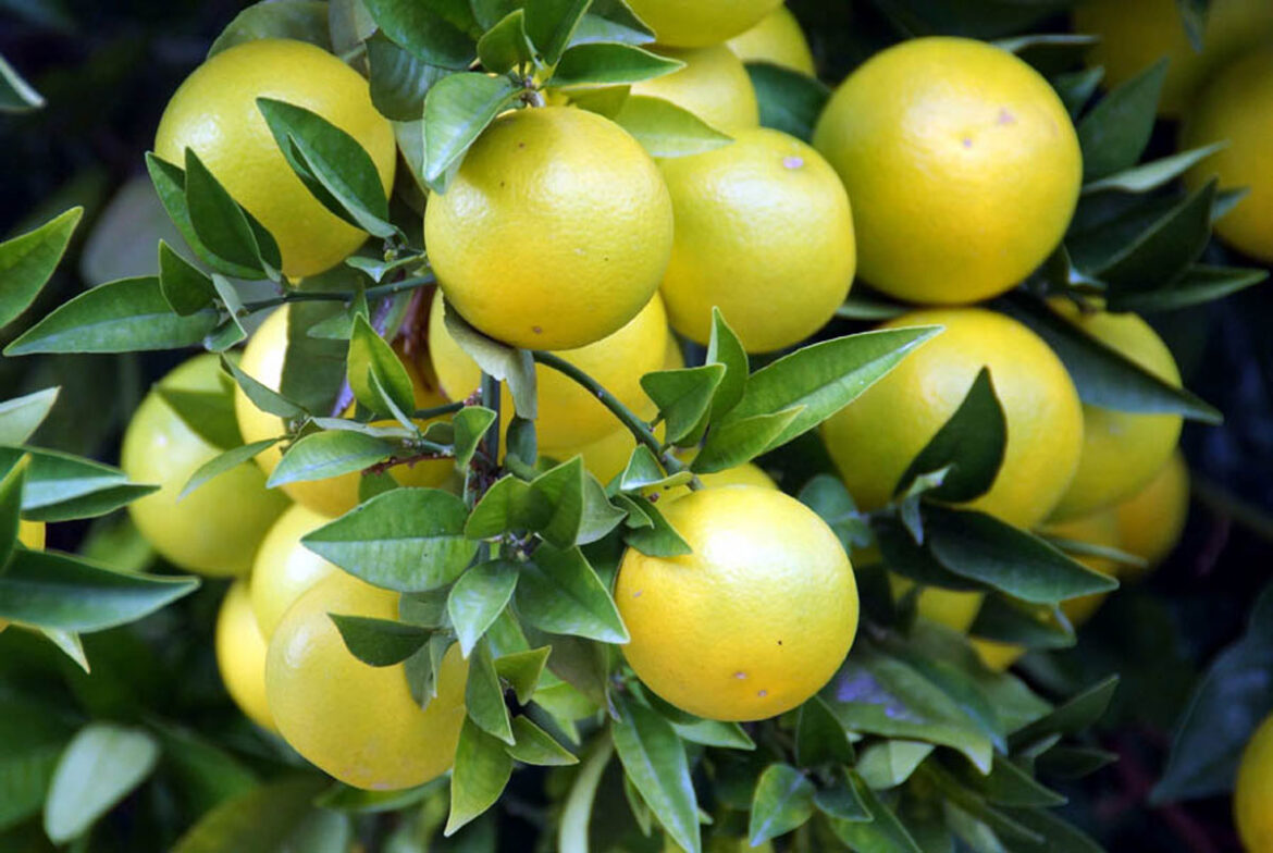 How to grow Grapefruit tree | Growing grapefruit plant | Pomelo