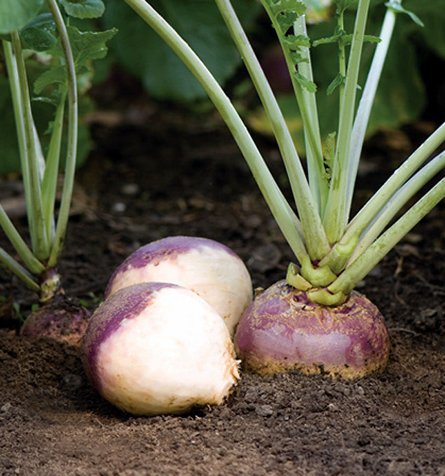 Rutabaga | Growing, caring and planting swede vegetable