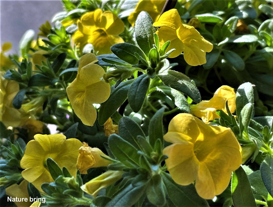 Calibrachoa (million bells) | How to grow Calibrachoa Plant