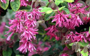 Loropetalum