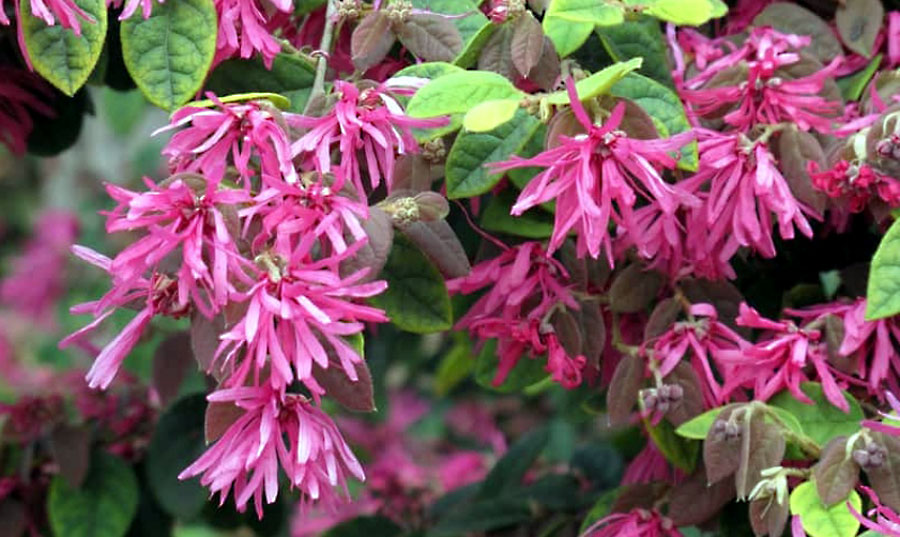 Loropetalum | How to grow Chinese Fringe Flower in your garden