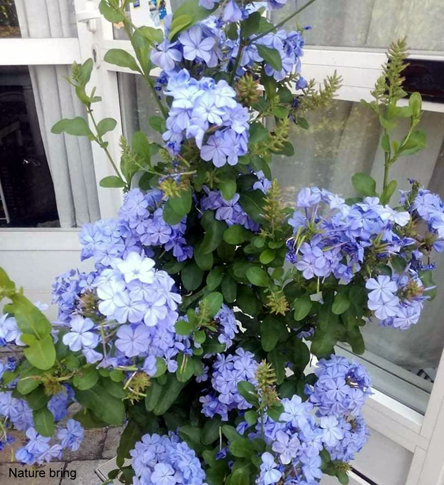 Plumbago auriculata | Grow and care of Blue Plumbago | skyflower