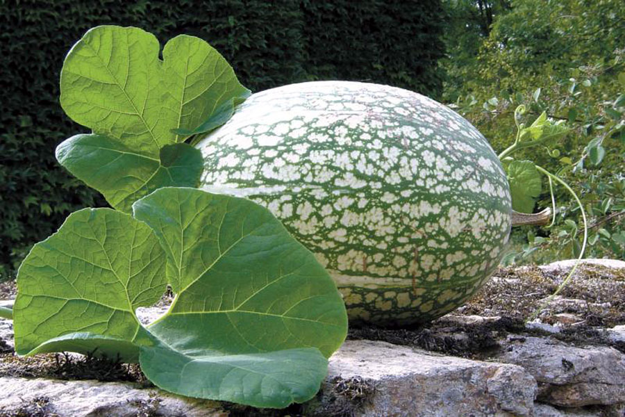 Growing and caring Shark fin melon | Cucurbita ficifolia | fig leaf gourd
