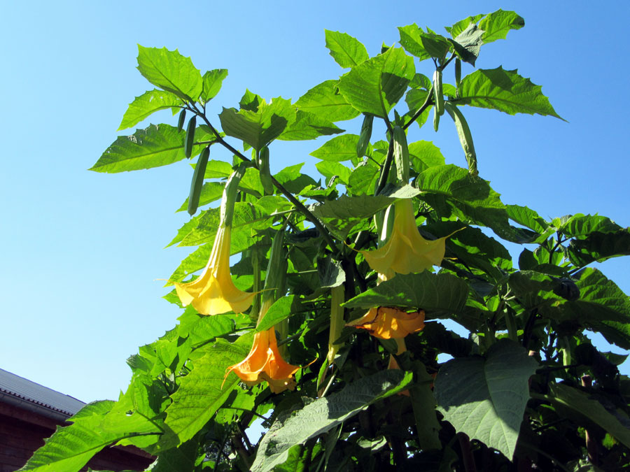 How to grow Brugmansia shrub | Growing Angel Trumpet in pots