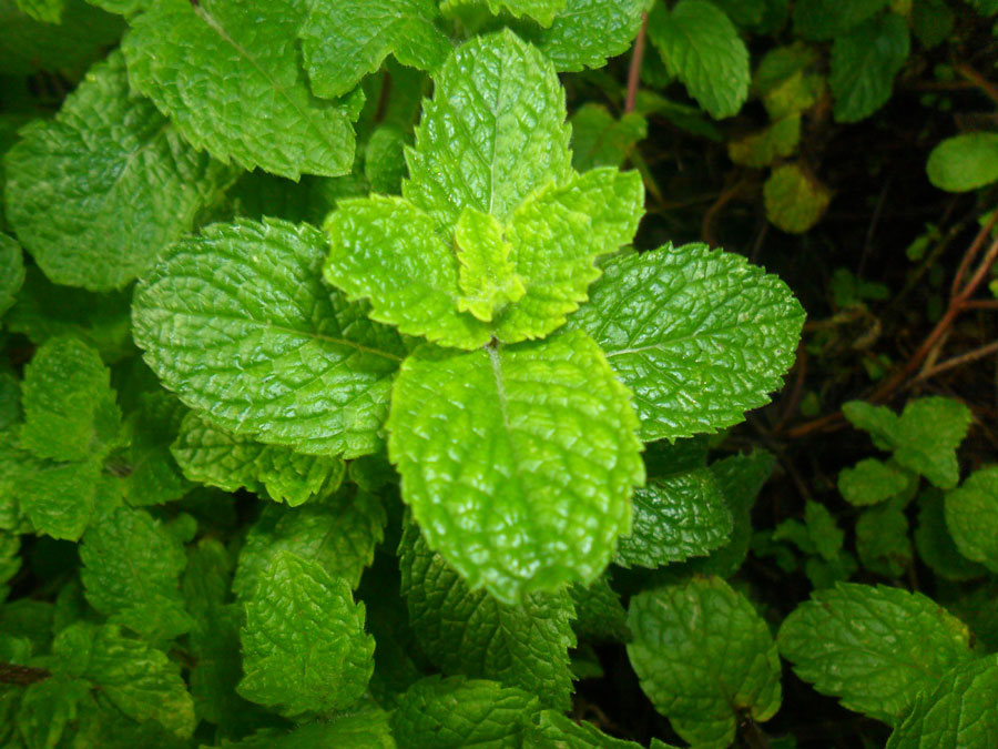 How to grow Lemon Balm Plant in container | Growing Bee Balm