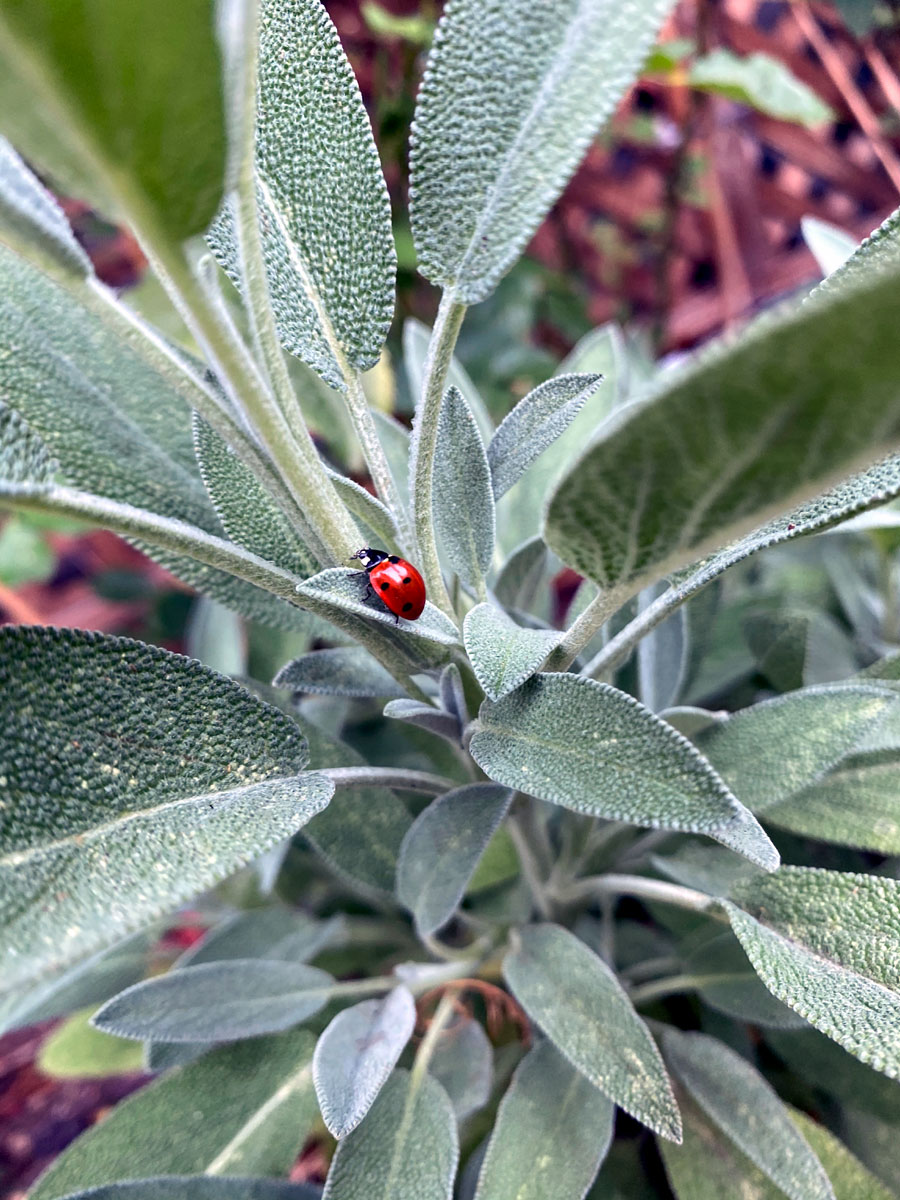 Growing Sage plants | How to grow organic Sage in containers