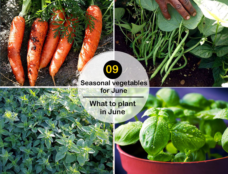 09 Seasonal vegetables for June | what to plant in June | Summer vegetables
