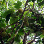 Mangosteen trees