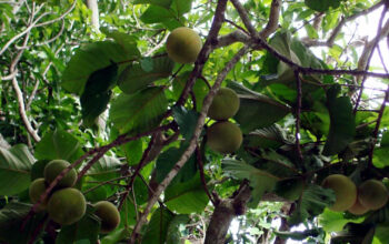 Mangosteen trees