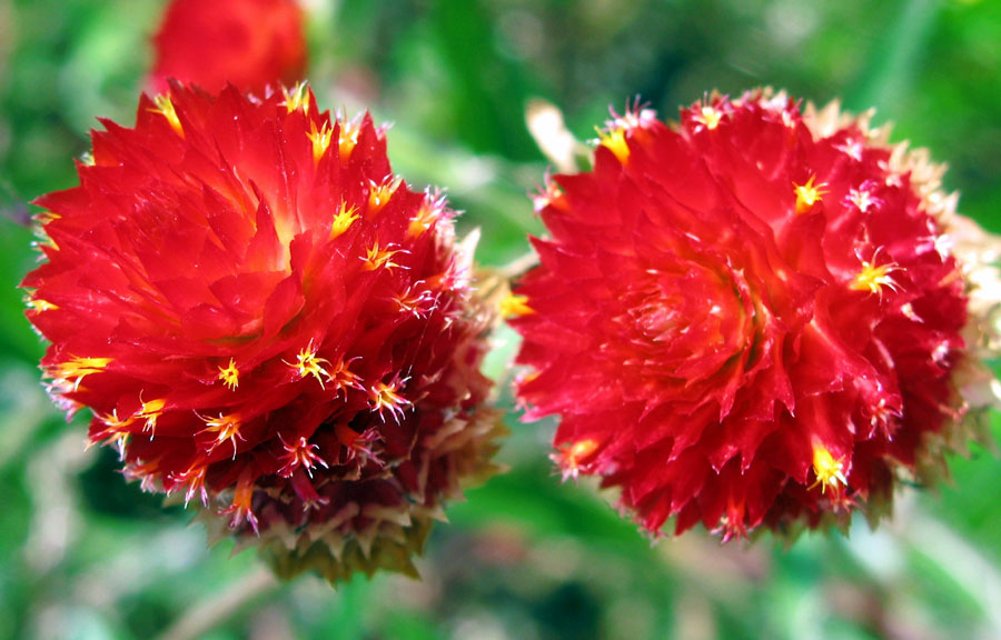 How to grow Gomphrena Plant | Growing Globe amaranth