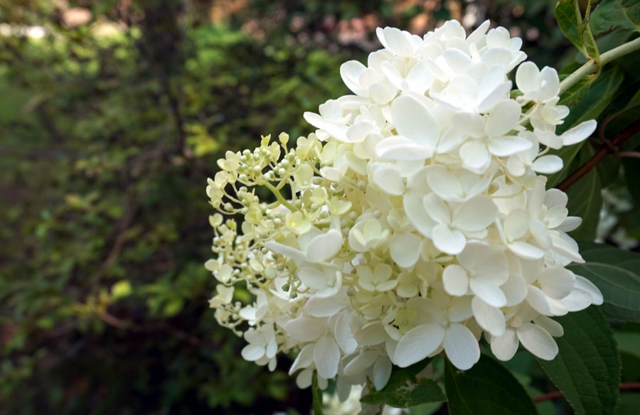 Viburnums | How to grow and care viburnum opulus | Growing Viburnum Shrubs