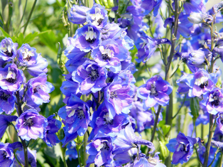 How to Grow and Care for Delphinium plants | Growing perennial larkspur