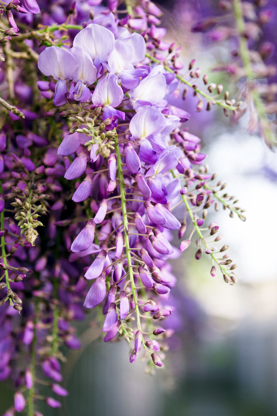 When and How to Grow Wisteria Plants | Growing Wisteria vine