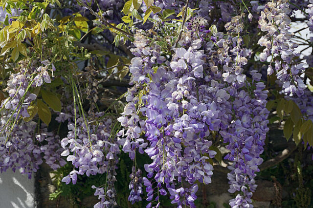 When and How to Grow Wisteria Plants | Growing Wisteria vine - Naturebring