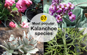 Type of Kalanchoes
