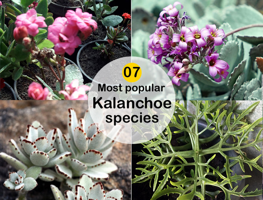 07Most popular Kalanchoe species | Type of Kalanchoes ornamental houseplants