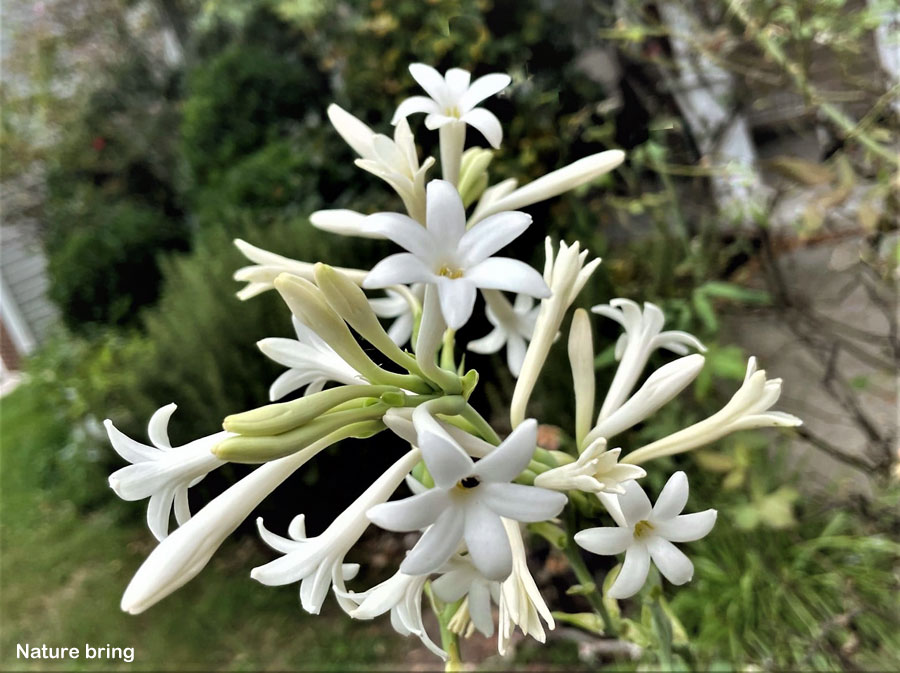 How to Grow Tuberose Bulb | Growing Fragrant Rajanigandha in Garden