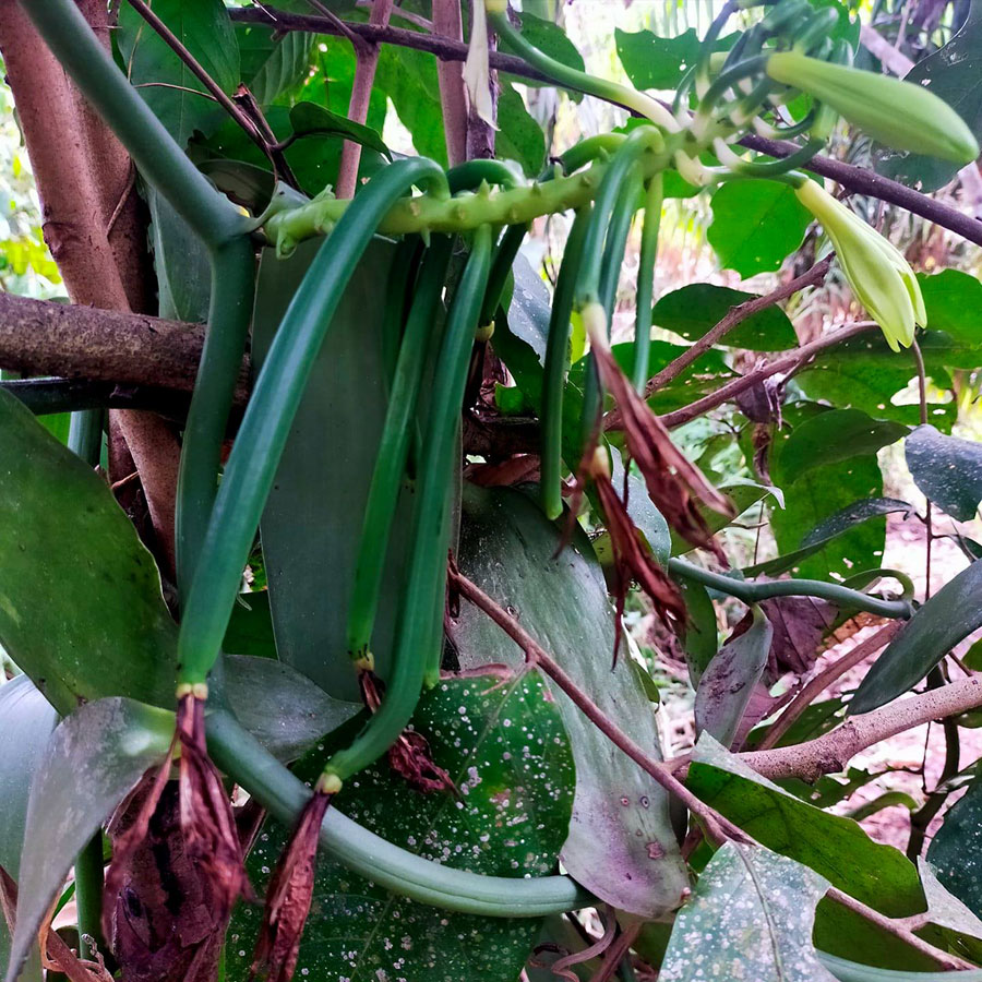Growing Vanilla Beans plant in your backyard | Vanilla orchid care