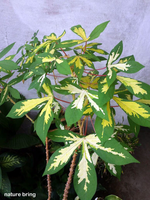How to grow Cassava plant | Growing Cassava | tapioca woody shrub ...