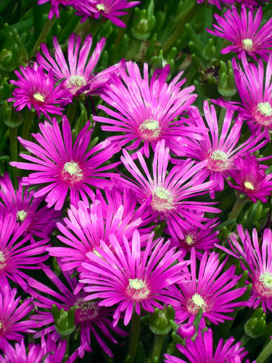 Ice Plants | How to Grow and Care Ice Plants | delosperma