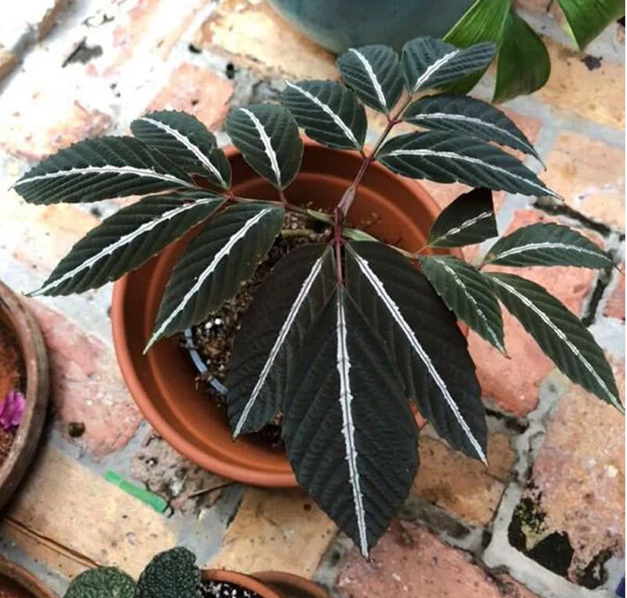 Leea amabilis plant | Growing and caring Leea Amabilis Plant