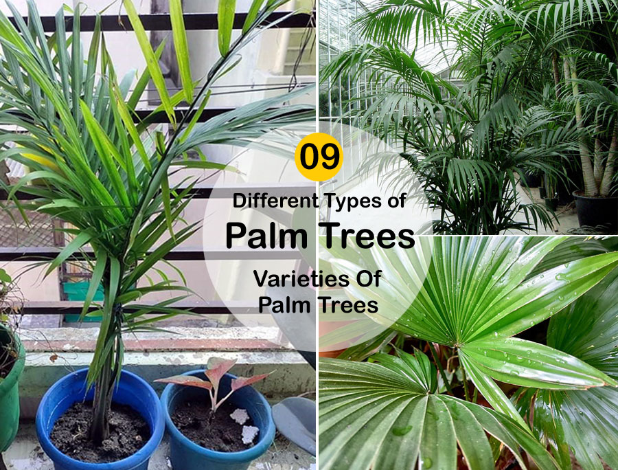 09 Different Types of Palm Trees | Varieties Of Palm Trees