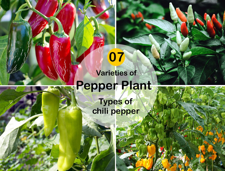 Varieties of Pepper Plant for your Kitchen-garden | Types of chili pepper
