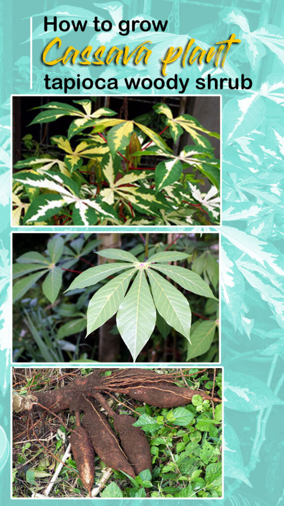 How to grow Cassava plant | Growing Cassava | tapioca woody shrub ...