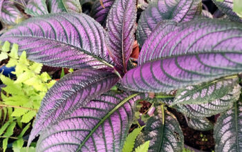 Persian Shield