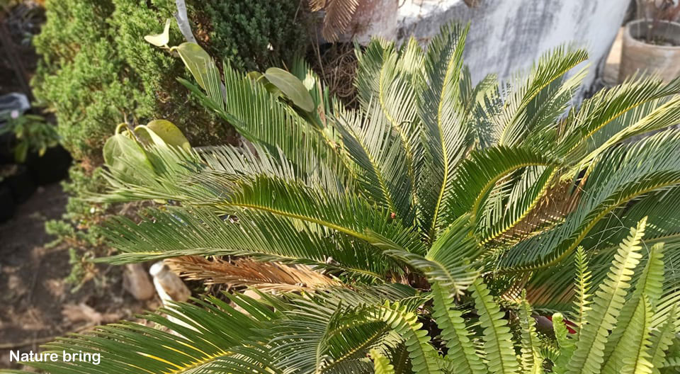 Cycas revoluta (Sago Palm) | How to Grow and Care Sago cycad Plant
