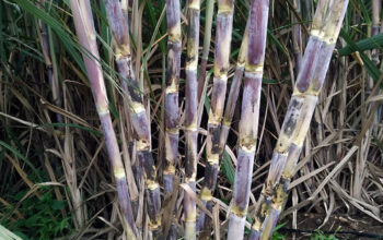 Sugarcane